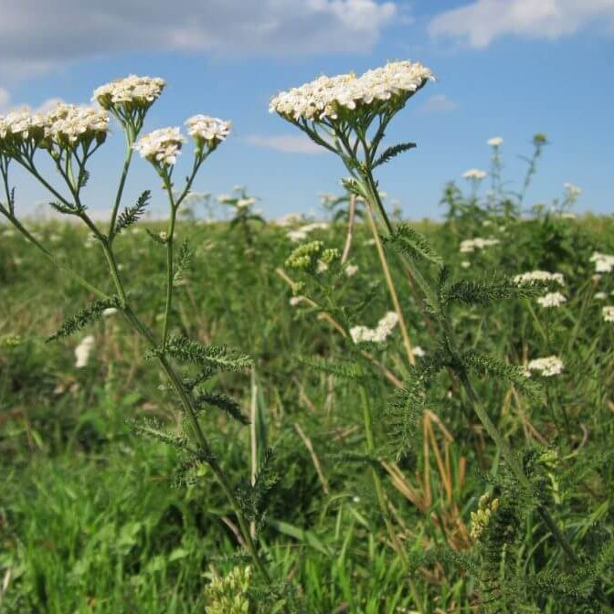 Achillea Millefolium Yarrow plant