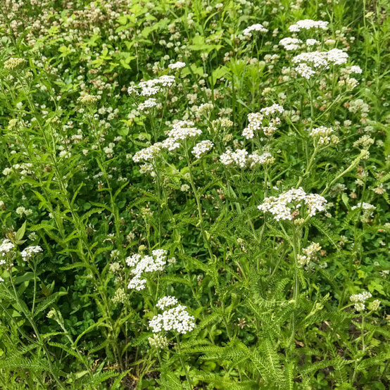Achillea Millefolium Yarrow plant