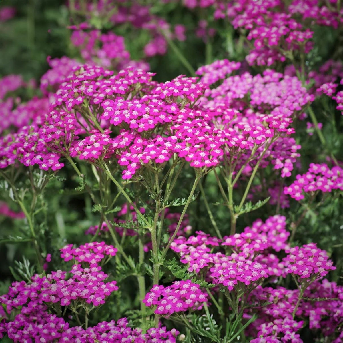 Pink Beauty Achillea plant