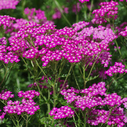 Pink Beauty Achillea plant