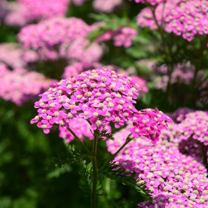 Queen Yarrow Achillea plant