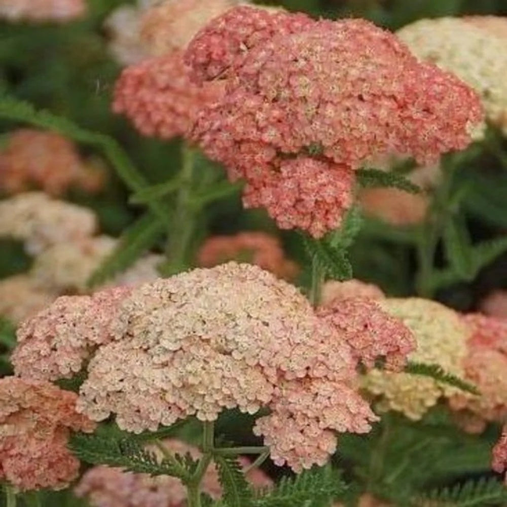 Salmon Beauty Achillea plant