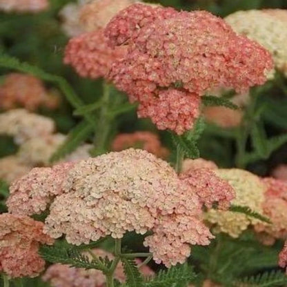 Salmon Beauty Achillea plant