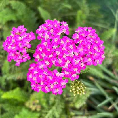 Pink Beauty Achillea plant