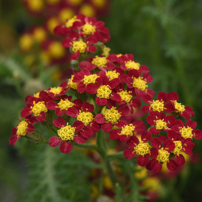 and Red Achillea plant