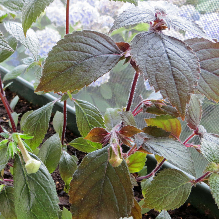 Achimenes Limoncello plant