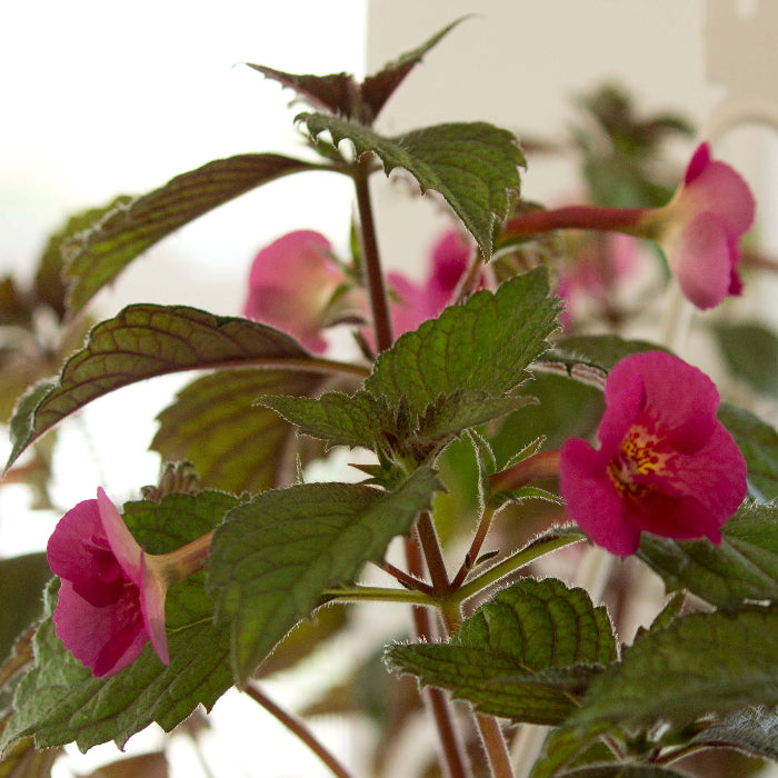 Achimenes Limoncello plant