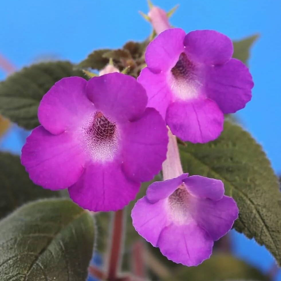 Achimenes Limoncello plant