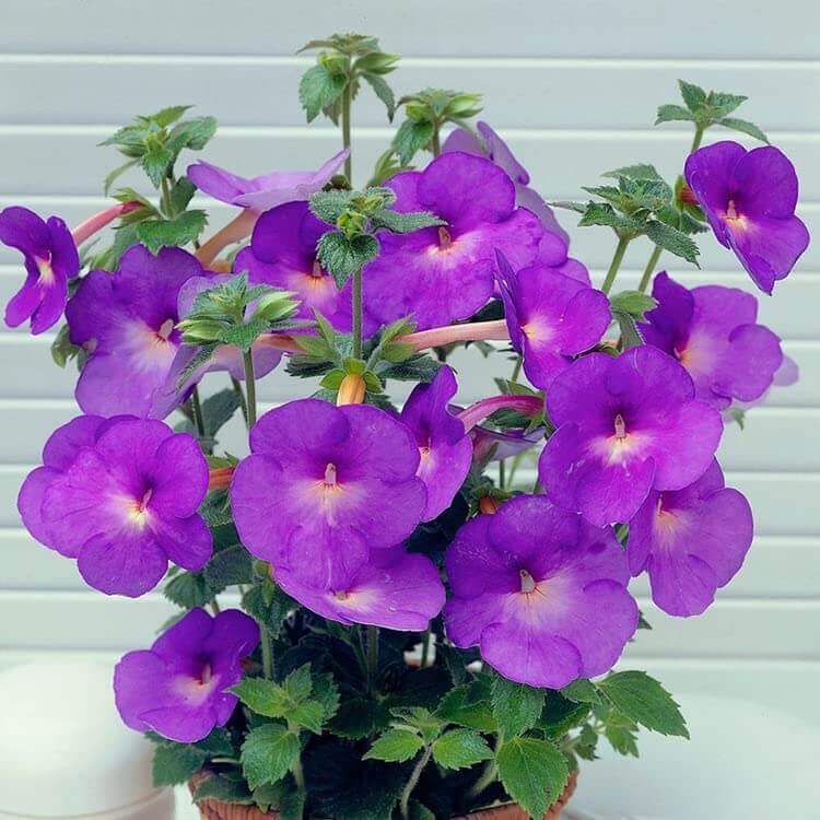 Achimenes Limoncello plant