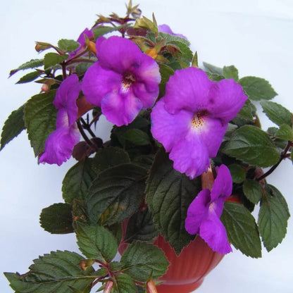 Achimenes Limoncello plant