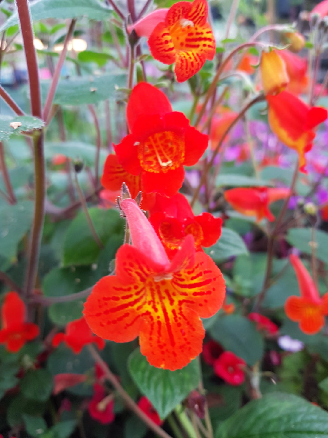 Achimenantha flower seeds