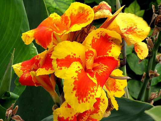 Yellow Achira flower seeds
