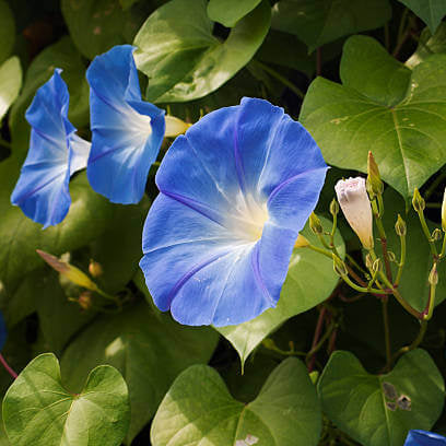 Ackerwinde Morning Glory plant