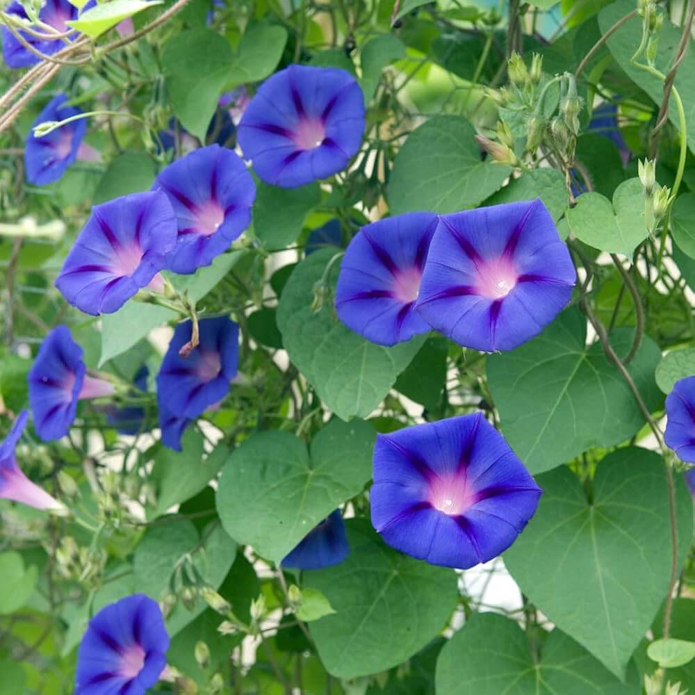 Ackerwinde Morning Glory plant