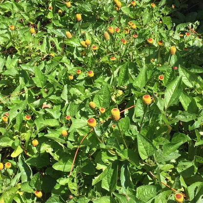 Acmella Oleracea plant