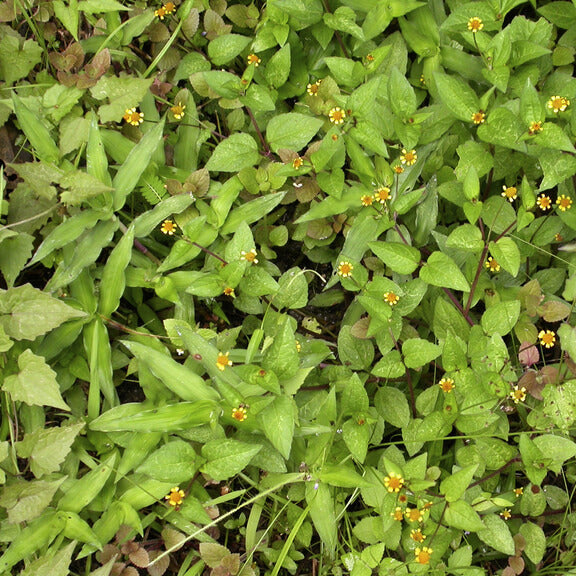 Acmella Oleracea plant