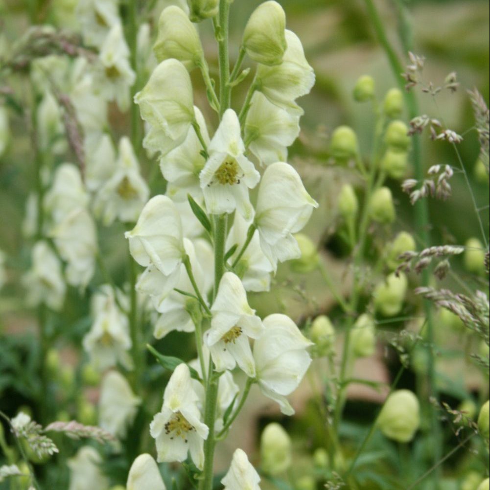 Light Green flower seeds