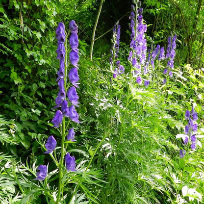 Aconitum Napellus plant