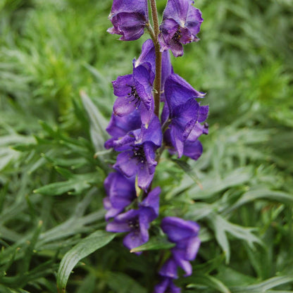Aconitum Napellus plant