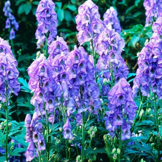 Aconitum Napellus plant