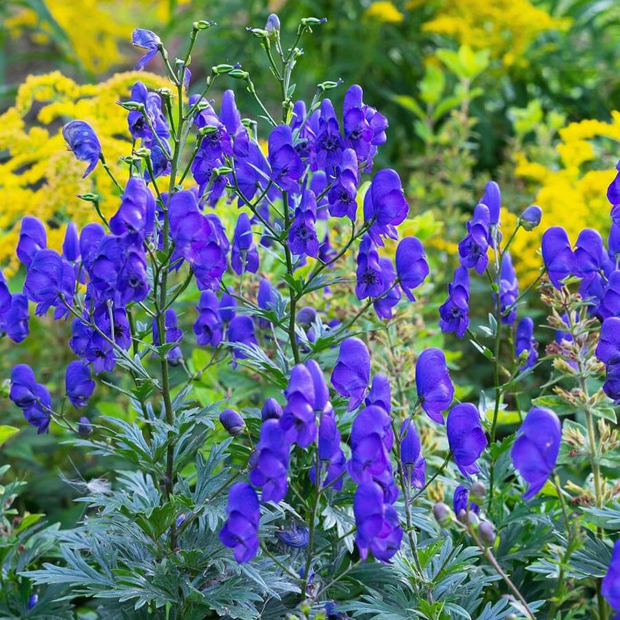 Aconitum Napellus plant