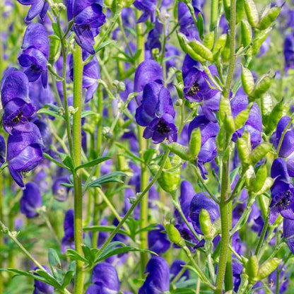 Aconitum Napellus plant