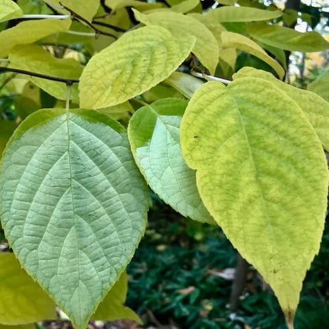 Actinidia Polygama plant