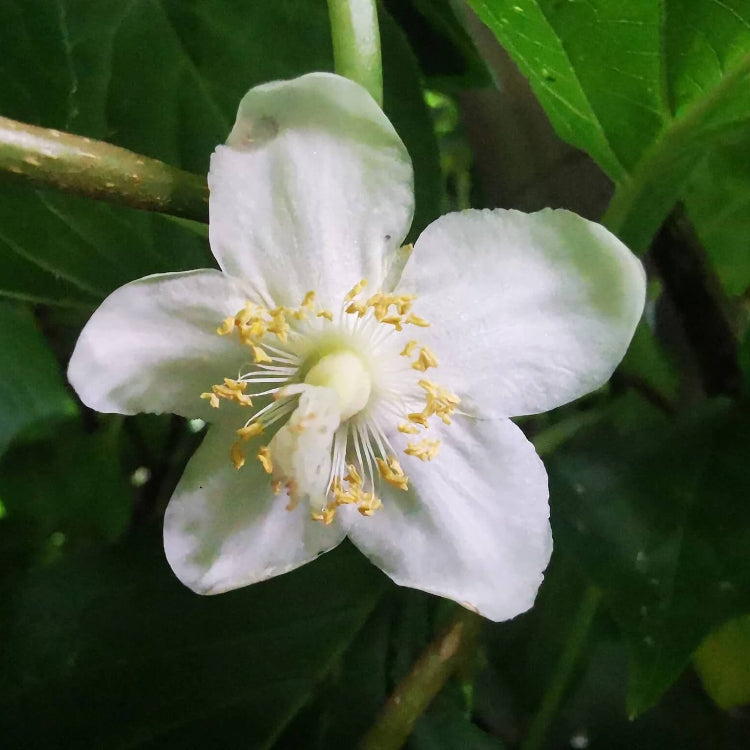 Actinidia Polygama plant