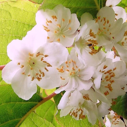Actinidia Polygama plant