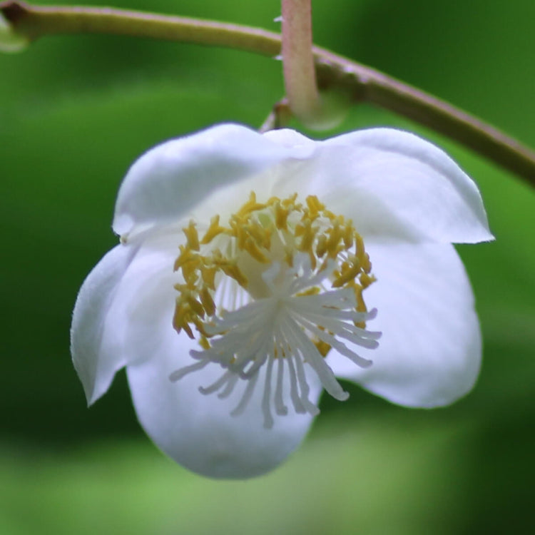 Actinidia Polygama plant