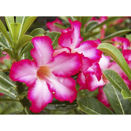 Pink Adenium flower seeds