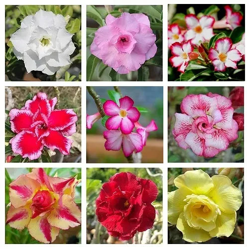 Adenium flower seeds