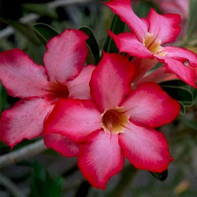 White Pink flower seeds