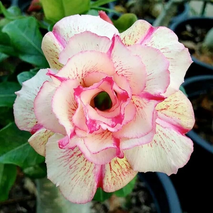 Desert Rose flower seeds