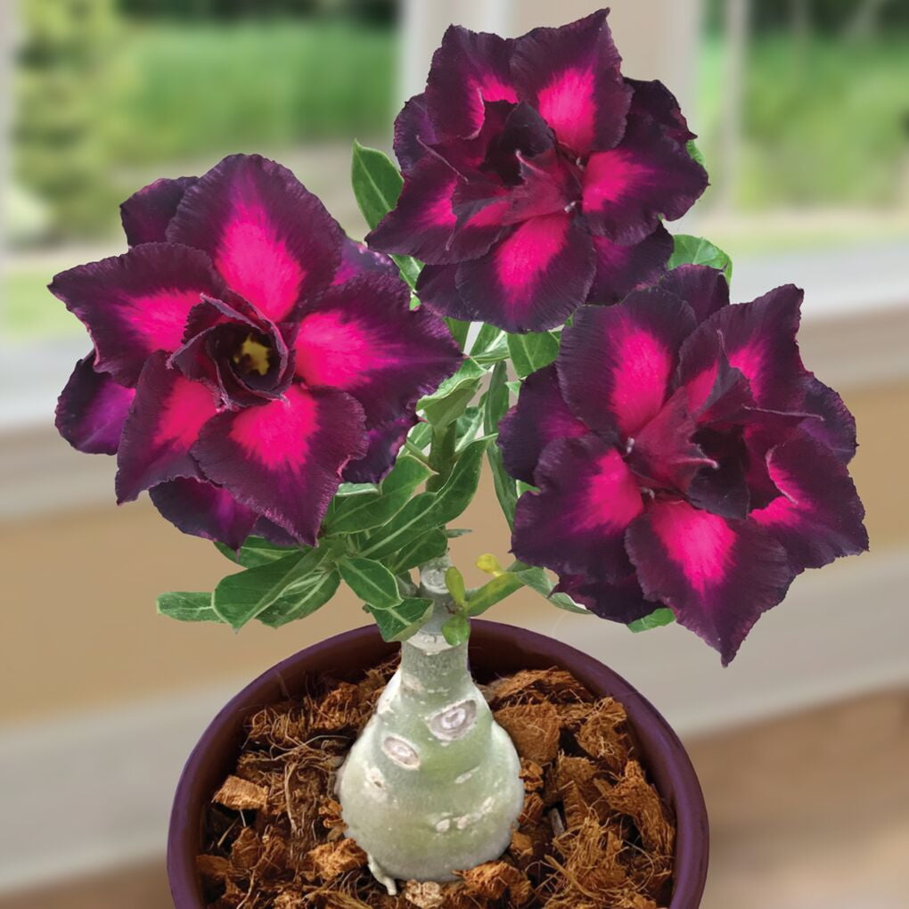 Purple Adenium flower seeds