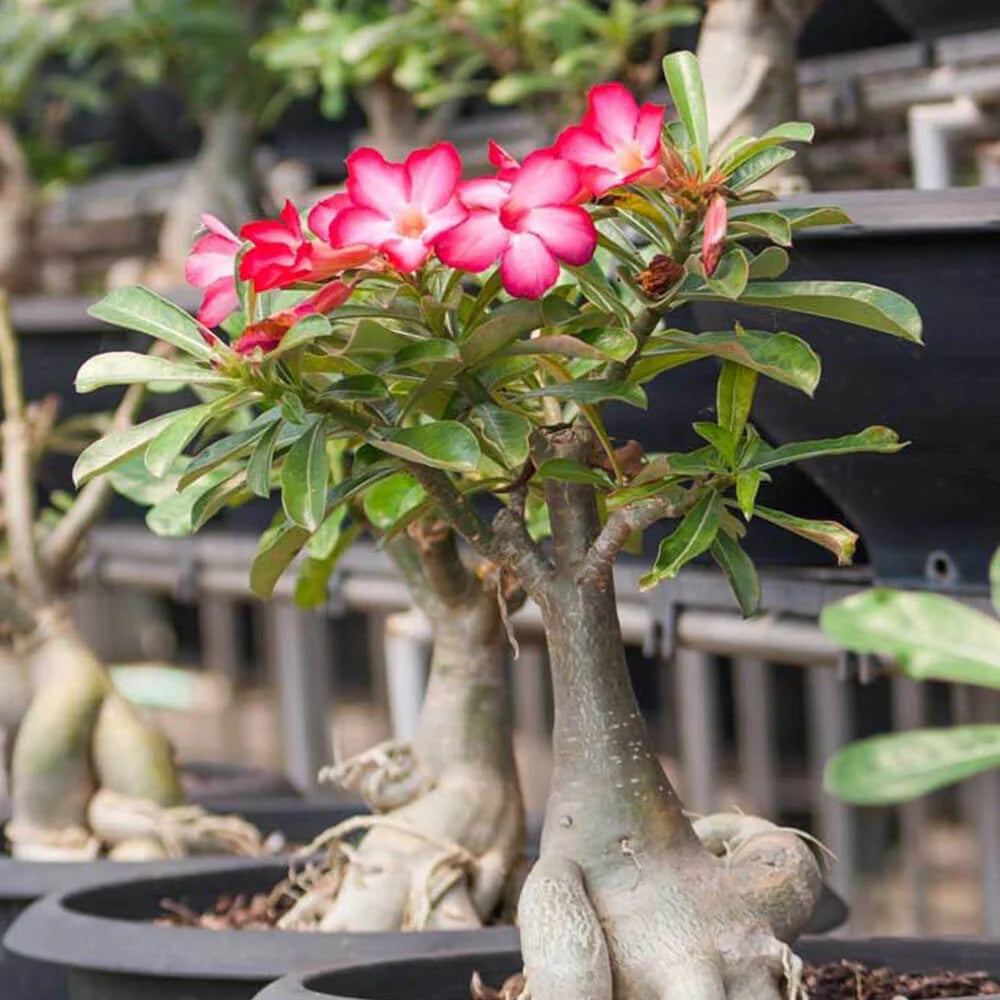 Succulent Desert Rose plant