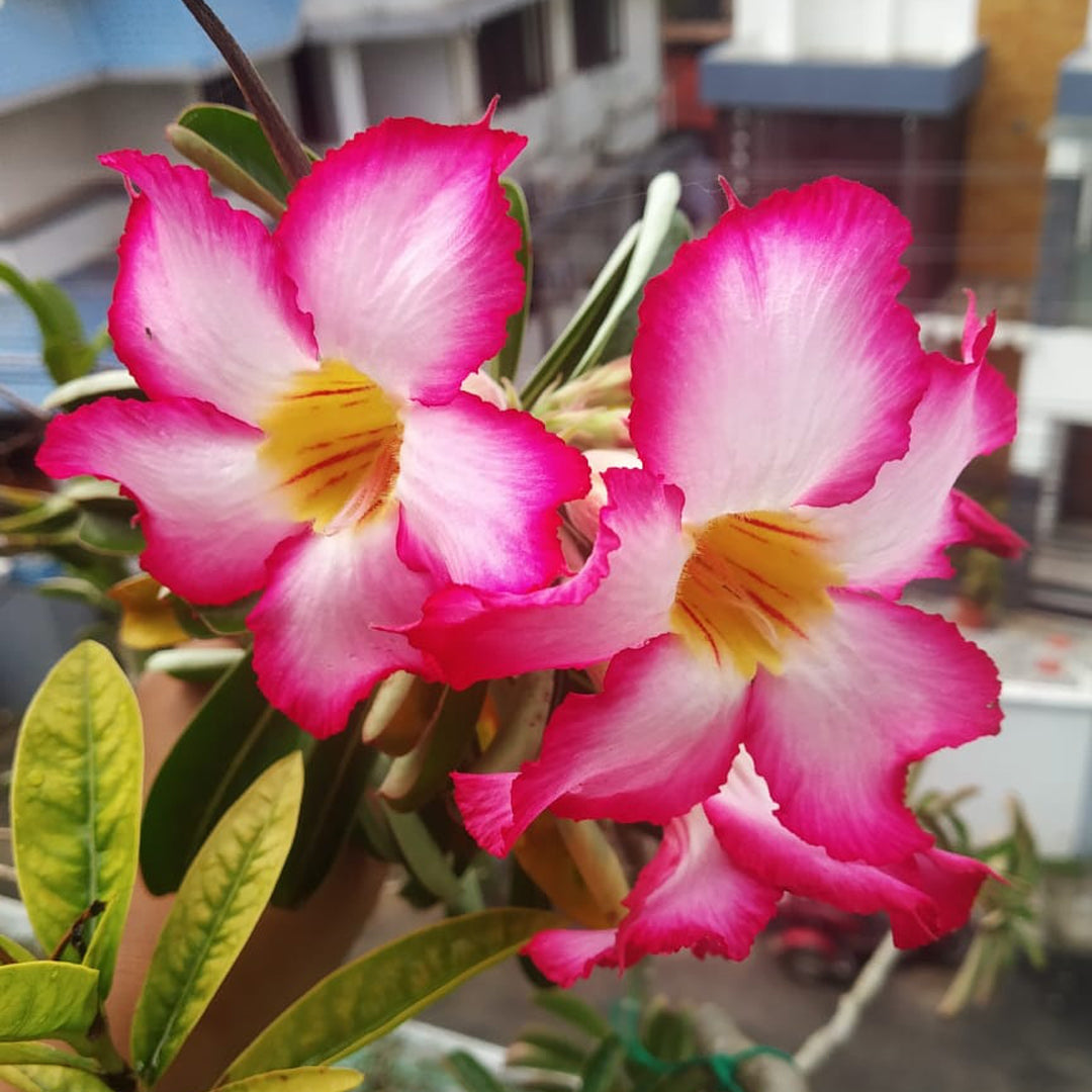 Pink White flower seeds