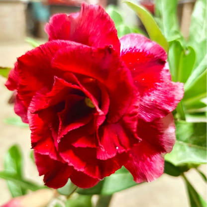 Red Rose flower seeds