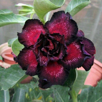 Black Adenium plant