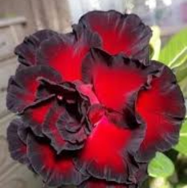 Black Adenium plant