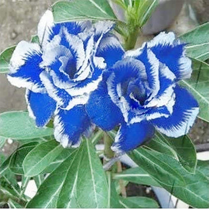 Desert Rose Adenium plant