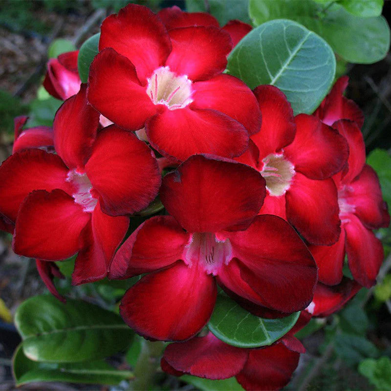 Clear Adenium flower seeds