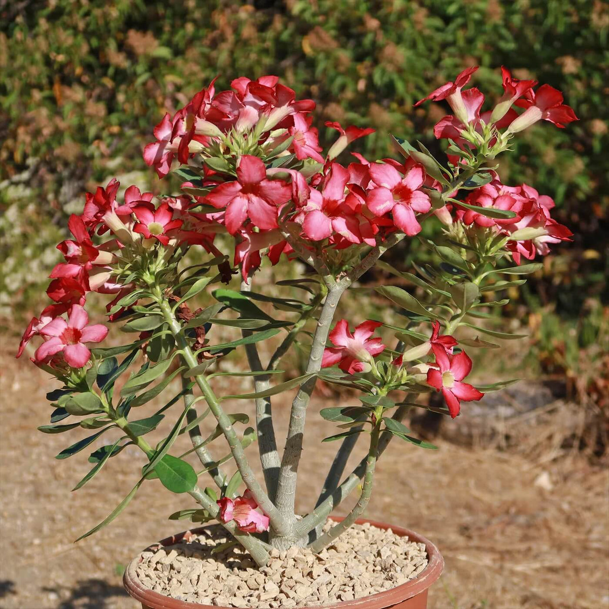 Obesum Desert Rose plant