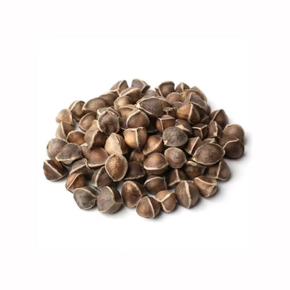 Obesum Desert Rose plant