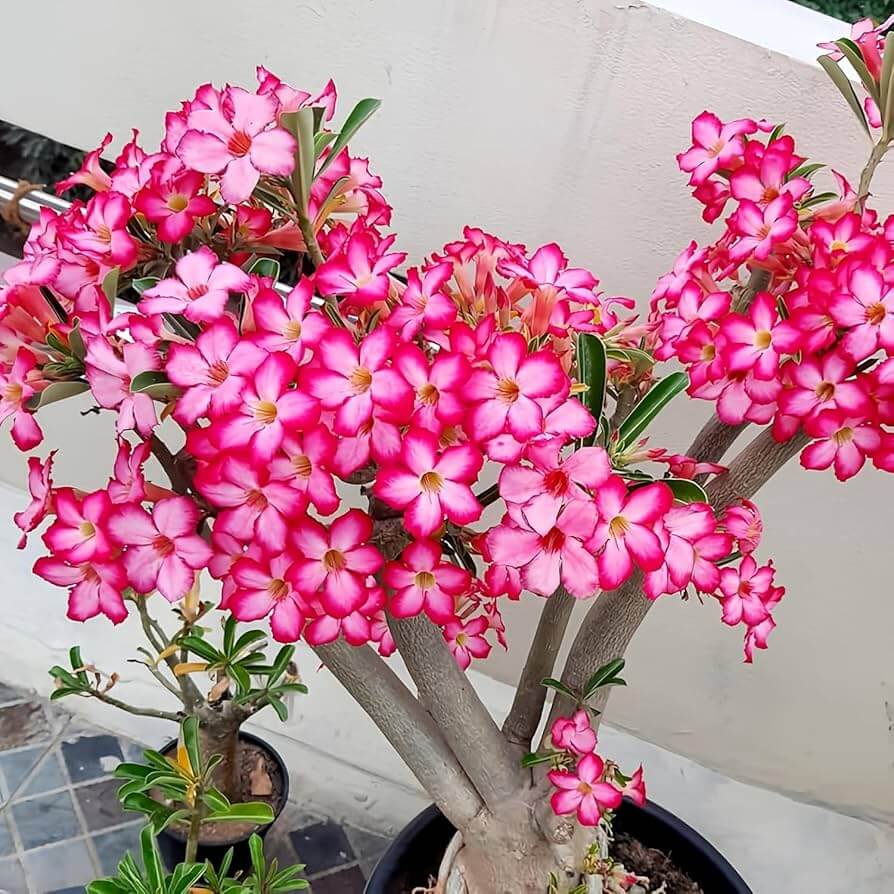 Obesum Desert Rose plant