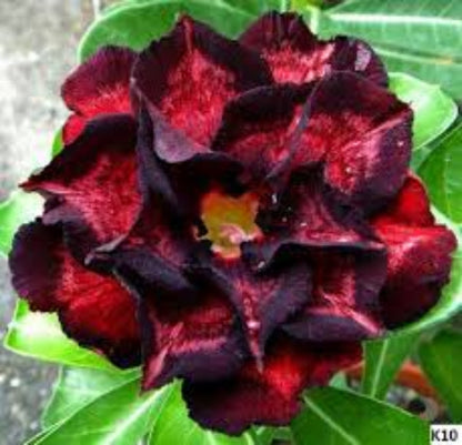 Black Red Adenium plant