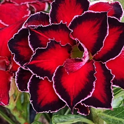 Black Red Adenium plant