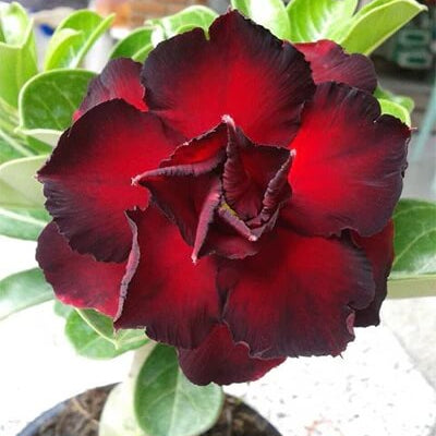 Black Red Adenium plant