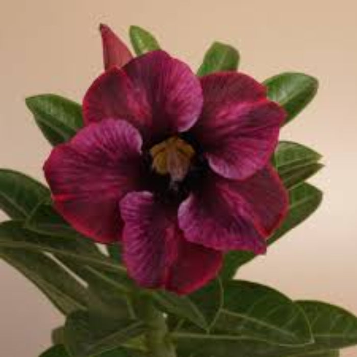 Burgundy Adenium plant