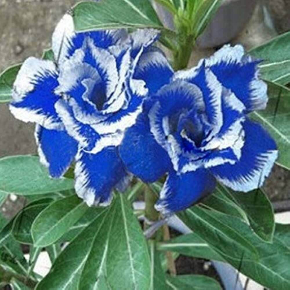 White Adenium rose plant